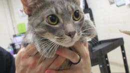 A gray tabby cat held by someone behind