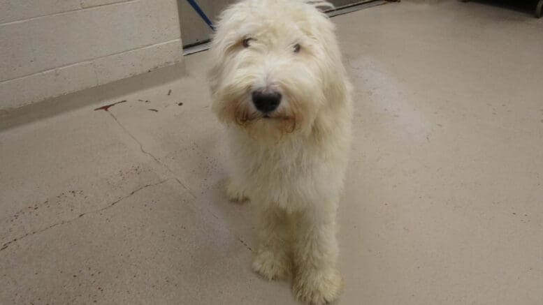 A white poodle looking happy