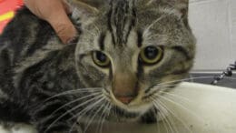 A tabby/white cat held by someone behind, looking sad