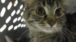 A tabby kitten inside a cage