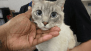 A lynx point cat held by someone