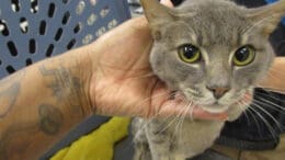 A gray/tabby cat looking sad and held by someone