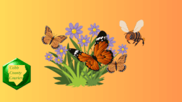 Butterflies and bees surround flowers