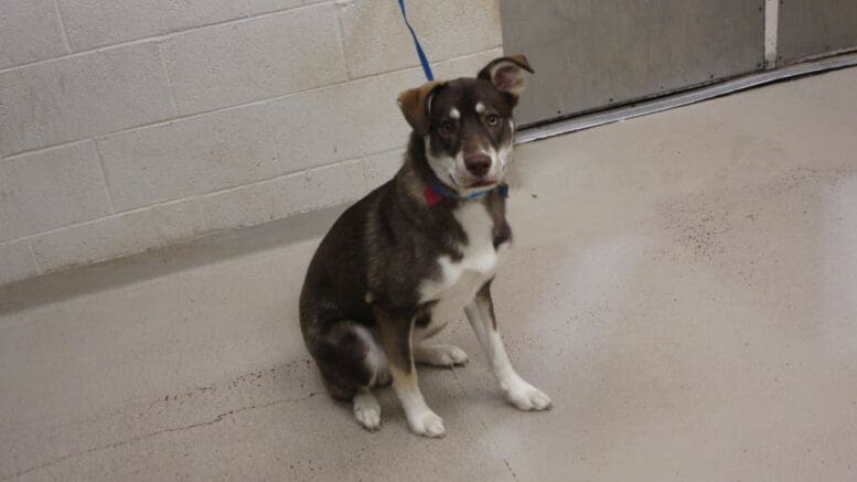 A brown/white husky with a blue leash, looking sad