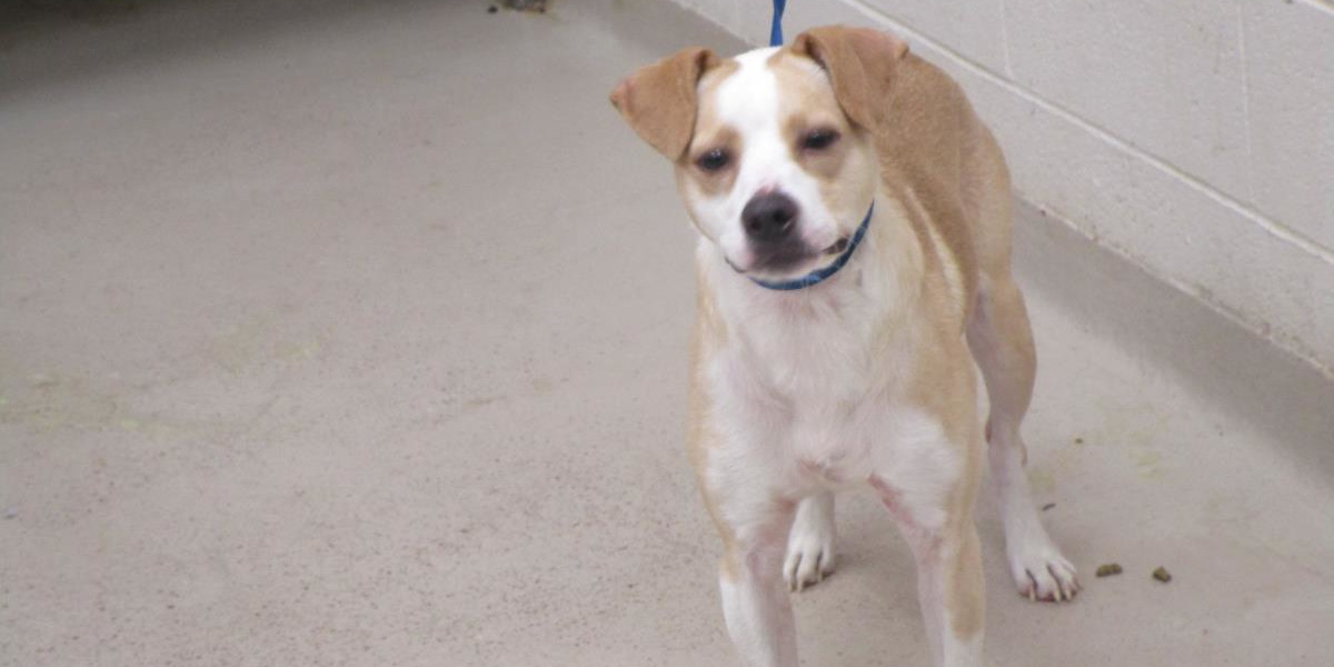 Tan and fashion white terrier mix