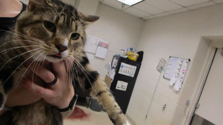 A tabby/white cat held by someone behind