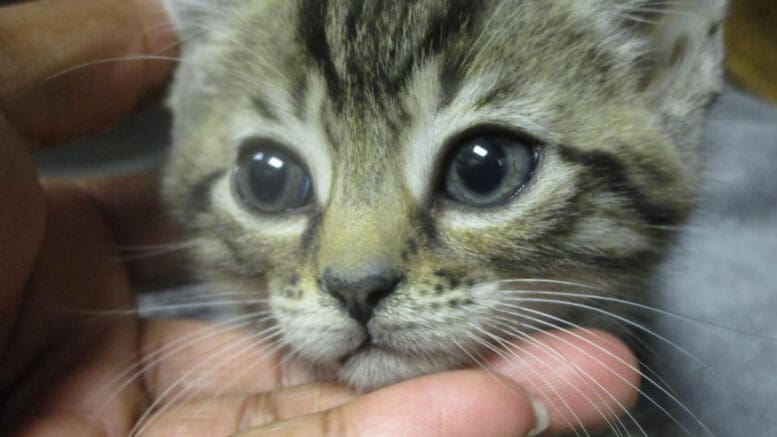 A tabby kitten held by someone, looking sad