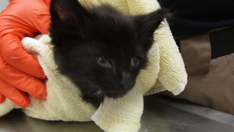 A black kitten with a white towel