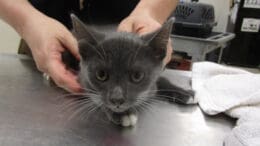 A gray/white cat held by someone behind