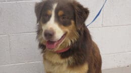 A tri-color Australian shepherd with a blue leash, looking happy