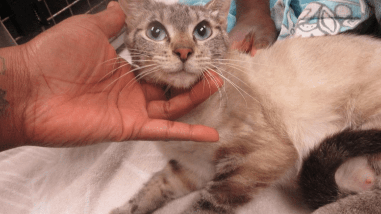 A lilac point cat held by someone