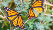 Two monarch butterflies