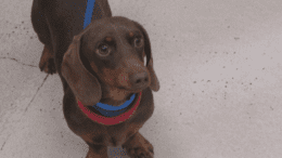A chocolate and tan dachshund with a blue leash