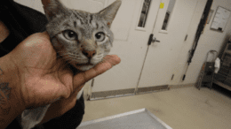 A tabby point cat held by someone behind