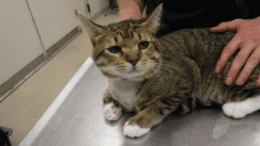 A tabby cat held by someone behind, looking angry