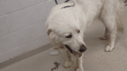 A white great pyrenees with a blue leash