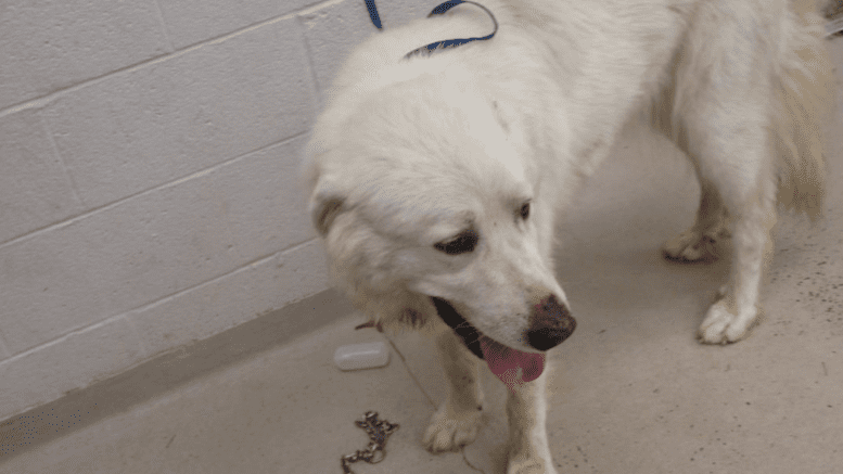 A white great pyrenees with a blue leash
