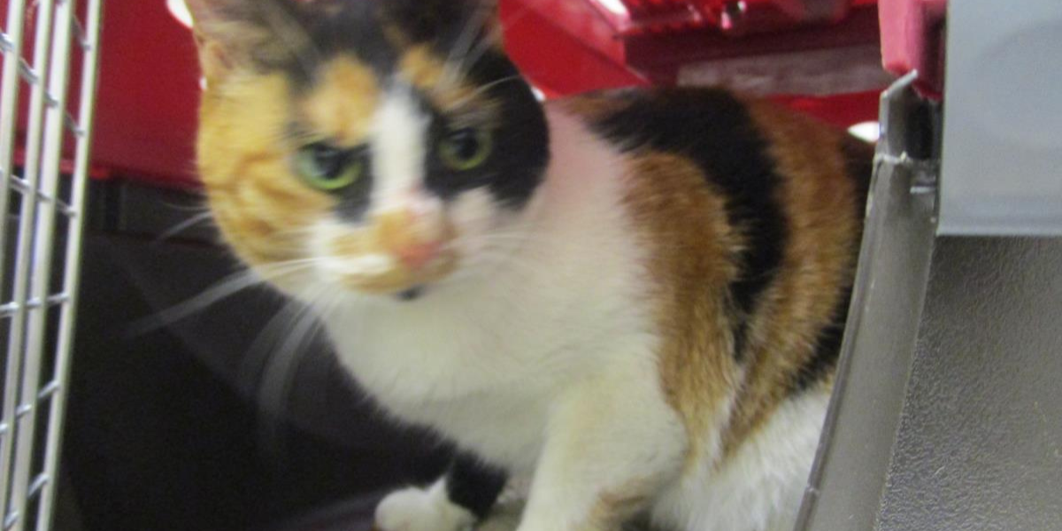 Cobb County Courier Cat of the Day: “Wouldn’t you love to have a cute tri-colored cat like me?”