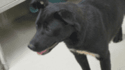 A black/white labrador retriever with tongue's out