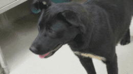 A black/white labrador retriever with tongue's out