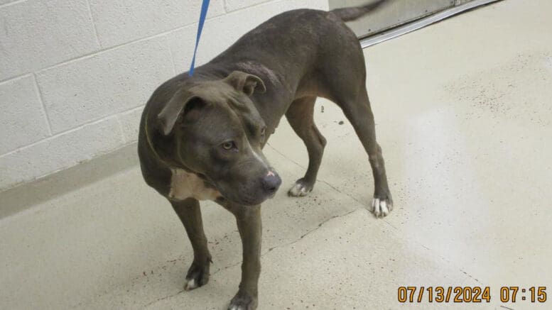 A gray pit bull type with a blue leash, looking on the side