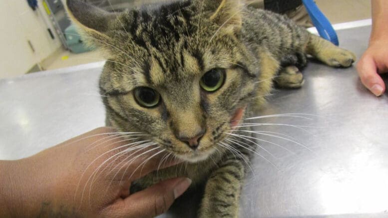 A tabby and brown cat held by someone