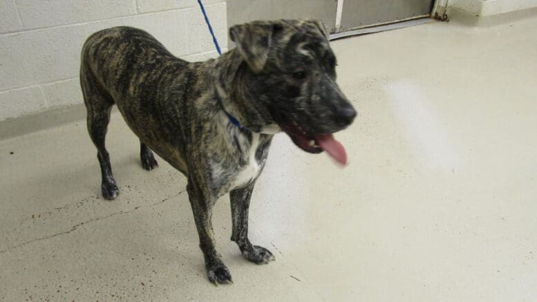 A brindle pit bull with a blue leash and tongue's out