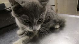 A gray/white kitten looking sad