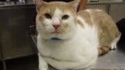 An orange/white tabby cat with a blue collar leash