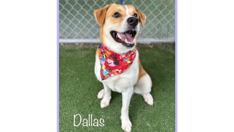 A brown/white hound with a red scarf, looking happy