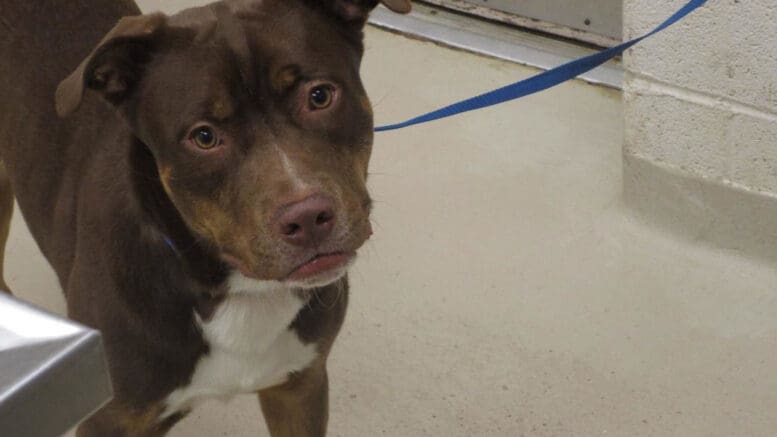 A tri-color pit bull with a blue leash