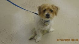 A white/tan terrier with a blue leash, looking sad