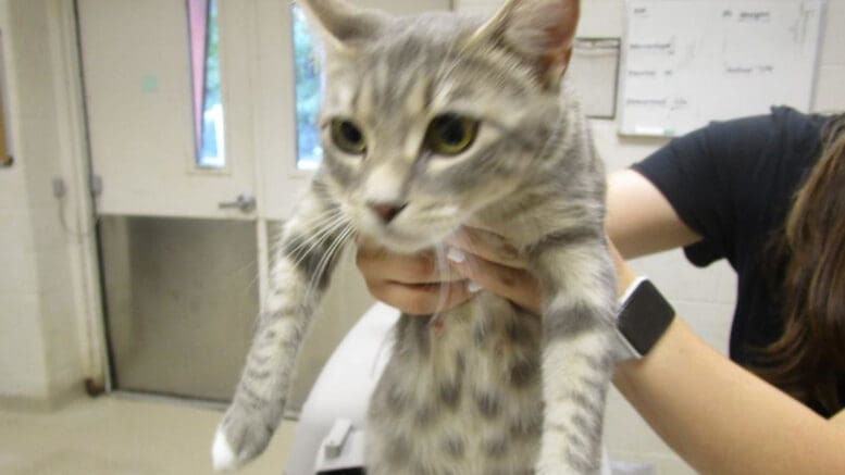 A gray tabby/white cat held by someone behind