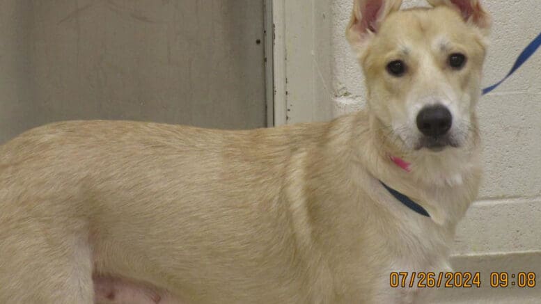 A tan/white shepherd with a blue leash, looking at the camera