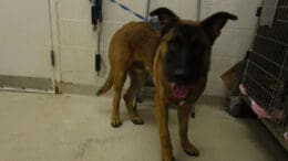 A tan/black German shepherd with a blue leash