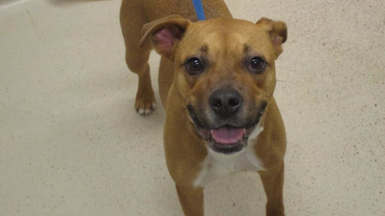 A tan/white boxer puppy, looking happy