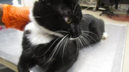 A black/white cat held by someone behind