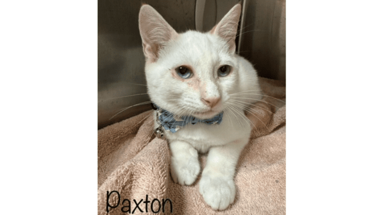 A flame point cat with a blue ribbon, inside a cage