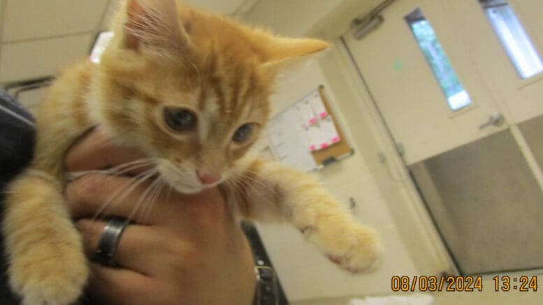 An orange tabby kitten held by someone