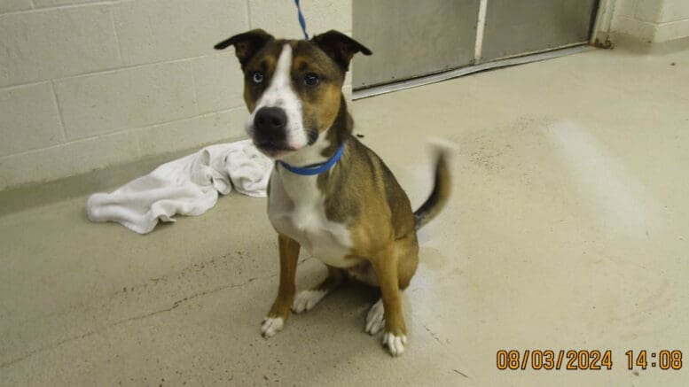 A tri-color mixed breed dog with a blue leash, looking sad