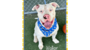 A white pit bull type with a blue scarf, looking happy