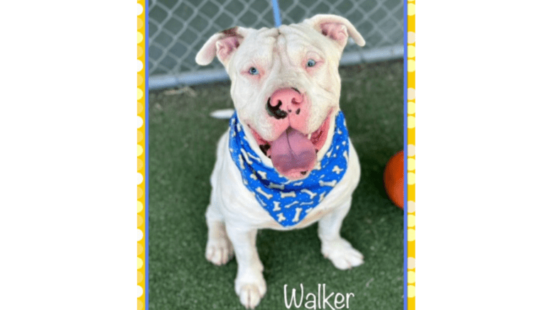 A white pit bull type with a blue scarf, looking happy