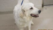 A white great Pyrenees with a blue leash