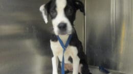 A black/white mixed breed puppy with a blue leash, inside a cage