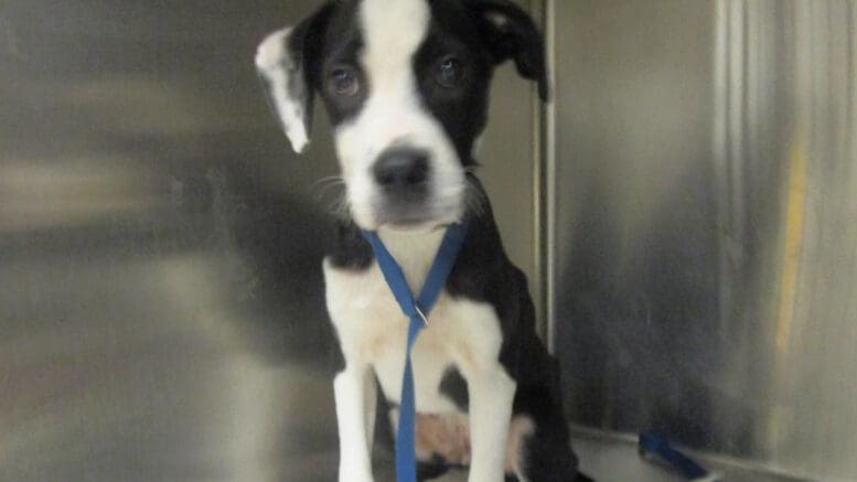 A black/white mixed breed puppy with a blue leash, inside a cage