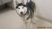 A white/gray husky looking at the camera