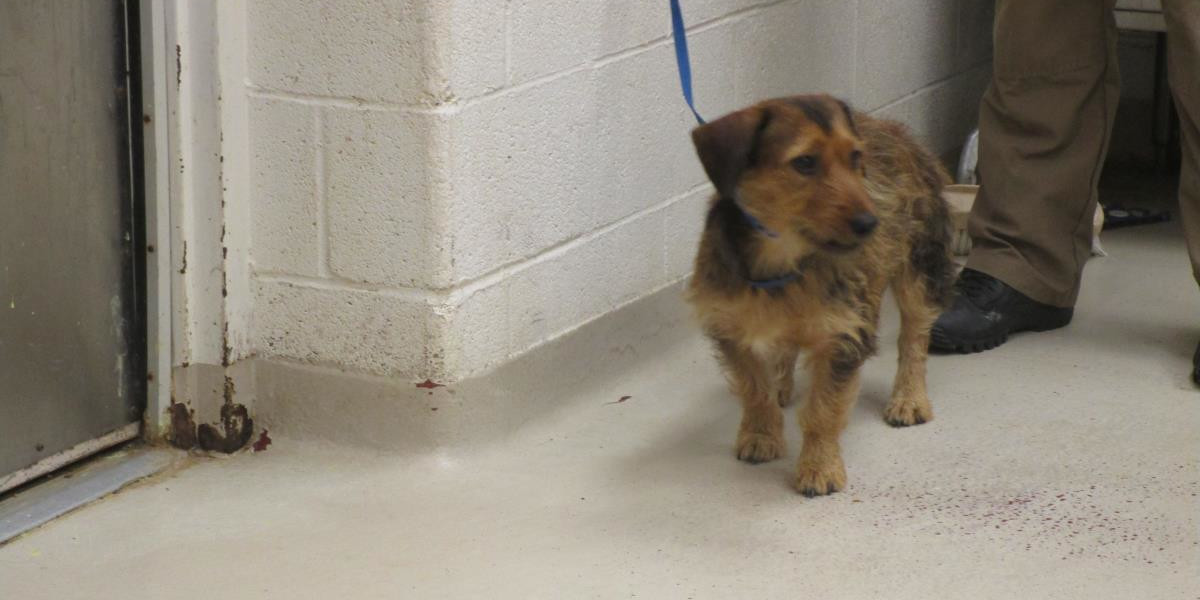 Cobb County Courier Dog of the Day: “My name is Samson, but you can still cut my hair if you want!”