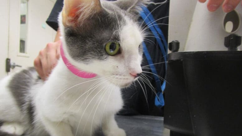 A gray/white kitten with a pink leash, held by someone