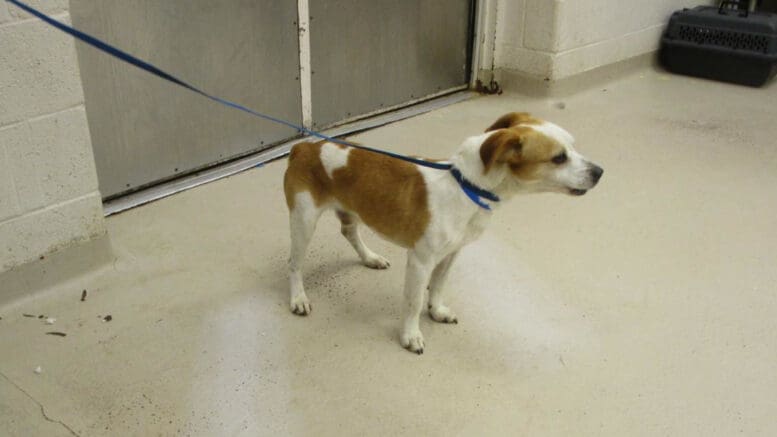 A brown/white hound with a blue leash, looking angry