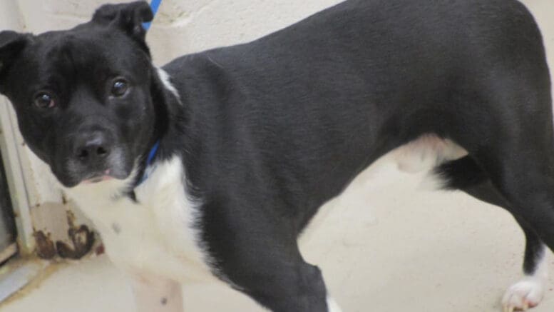 A black/white pit bull type looking at the camera